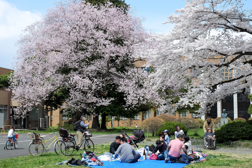 Hanami, Katahira Campus, Tohoku University
