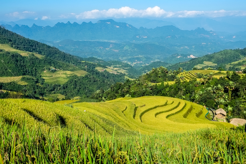 Lúa chín ở Khuổi My, Hà Giang tháng 10
